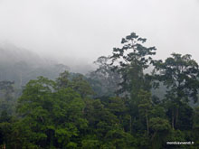 Taman Negara - Malaisie